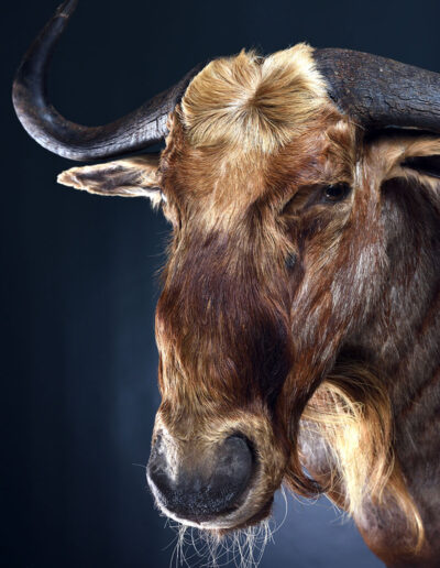 Preparace lovecké trofeje – pakůň žíhaný zlatý, goldew wildebeest, gnu, Franc & Zugar Taxidermy