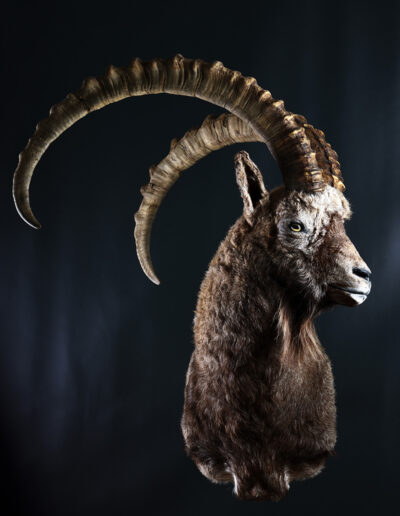 Preparace lovecké trofeje – kozoroh sibiřský, ibex, Franc & Zugar Taxidermy
