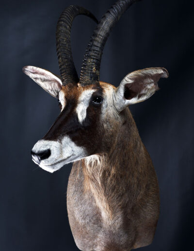 Preparace lovecké trofeje – antilopa koňská, roan, Franc & Zugar Taxidermy
