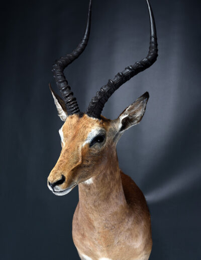 Preparace lovecké trofeje – impala, Franc & Zugar Taxidermy