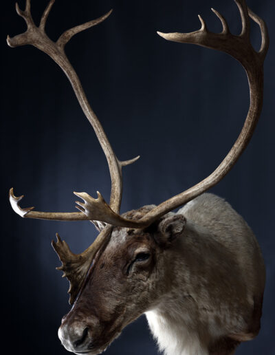 Preparace lovecké trofeje – sob polární, raindeer, Franc & Zugar Taxidermy