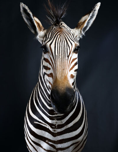 Preparace lovecké trofeje – zebra burchellova, Franc & Zugar Taxidermy