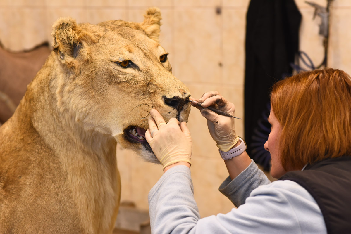 Každá trofej má svůj příběh. My mu dáváme podobu. Detail z dílny Franc & Zugar Taxidermy při práci na lvici.