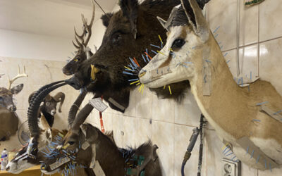 Pro kolegy z oboru: preparátorský materiál i činění kůží