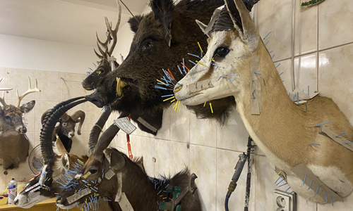 Pro kolegy z oboru: preparátorský materiál i činění kůží