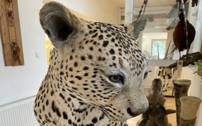 Ze života dílny: týden afrických koček