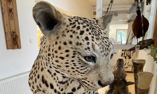 Ze života dílny: týden afrických koček