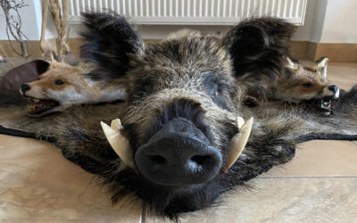 Ze života dílny: evropská zvěř v plné parádě