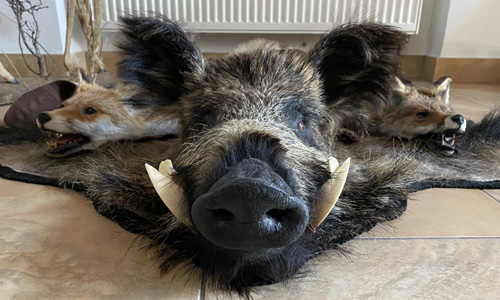 Ze života dílny: evropská zvěř v plné parádě