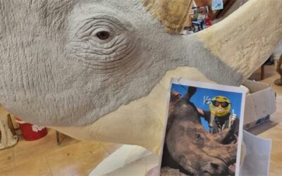 Věrná kopie, živý originál: Nosorožec z Jižní Afriky