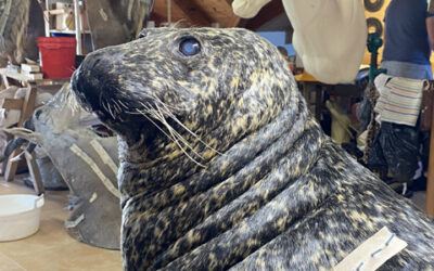 Zajímavý úlovek: Tuleň obecný z Norska