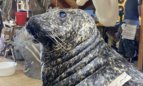 Zajímavý úlovek: Tuleň obecný z Norska