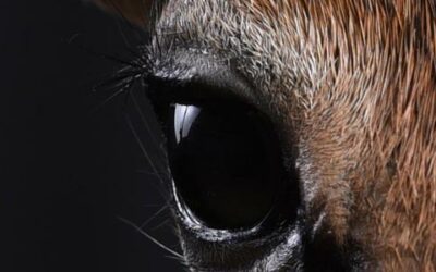 Říká se, že ďábel se skrývá v detailech…