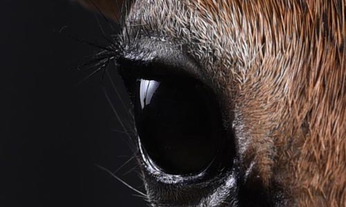 Říká se, že ďábel se skrývá v detailech…