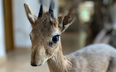 Tiny Ten – malé vzrůstem, velké prestiží