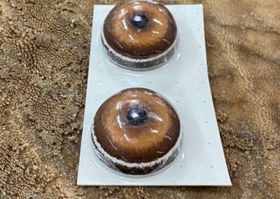 preparace slona / taxidermy elephant