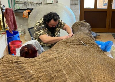 preparace slona / taxidermy elephant