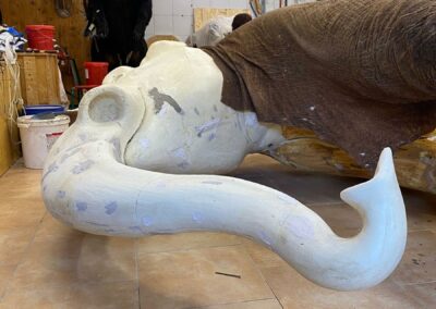 preparace slona / taxidermy elephant