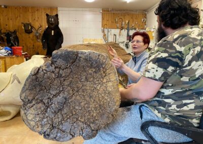 preparace slona / taxidermy elephant