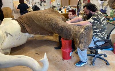 🐘 Pracujeme na slonovi – na největší výzvě taxidermie