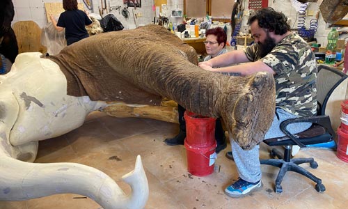 🐘 Pracujeme na slonovi – na největší výzvě taxidermie