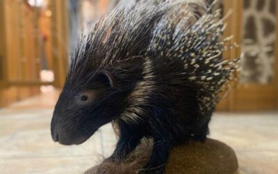 Dikobraz, který prověřil naše dovednosti