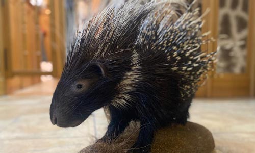 Dikobraz, který prověřil naše dovednosti