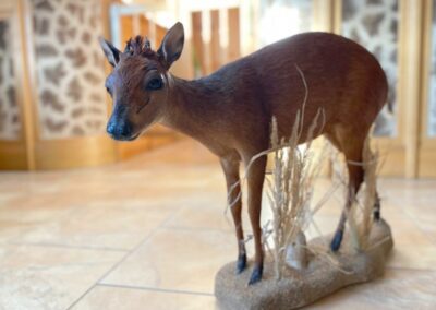 preparace chocholatky / red duiker taxidermy
