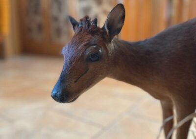 preparace chocholatky / red duiker taxidermy
