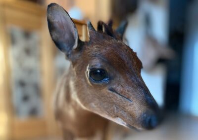 preparace chocholatky / red duiker taxidermy