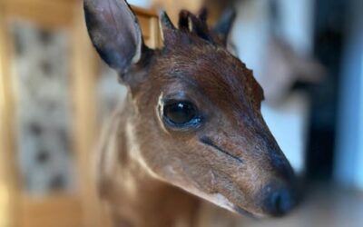 Chocholatka červená (Red Duiker)