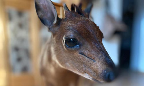 Chocholatka červená (Red Duiker)