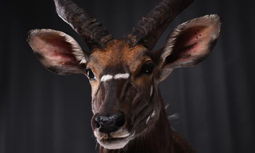 Co je pravda a co ne? Nejčastější mýty o taxidermii