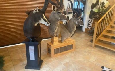 Preparace na piedestalu: trofej, která stojí sama o sobě. Doslova.