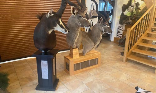 Preparace na piedestalu: trofej, která stojí sama o sobě. Doslova.