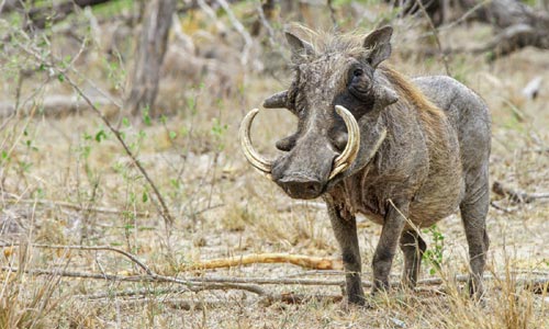 🐗 Co můžete ulovit s Franc Hunting Safaris? Třeba prase savanové