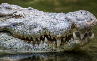 🐊 Co můžete ulovit s Franc Hunting Safaris? Třeba krokodýla nilského