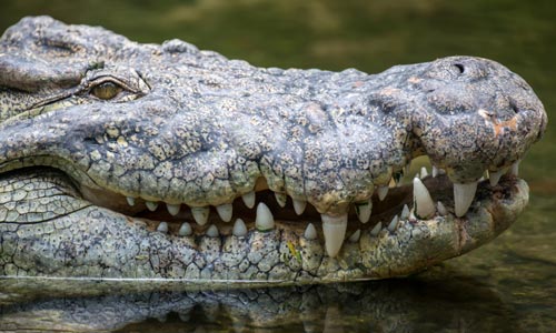 🐊 Co můžete ulovit s Franc Hunting Safaris? Třeba krokodýla nilského