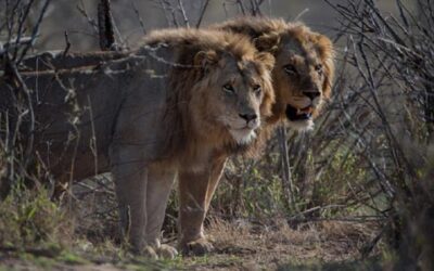 🦁 What Can You Hunt with Franc Hunting Safaris? For example, a lion in South Africa.