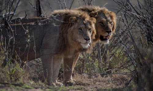 🦁 What Can You Hunt with Franc Hunting Safaris? For example, a lion in South Africa.