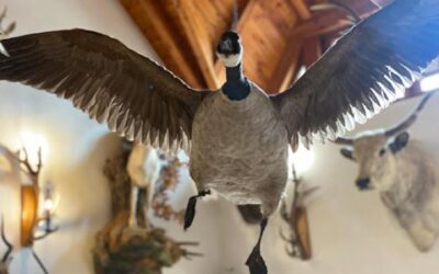 🪶 Bird Taxidermy