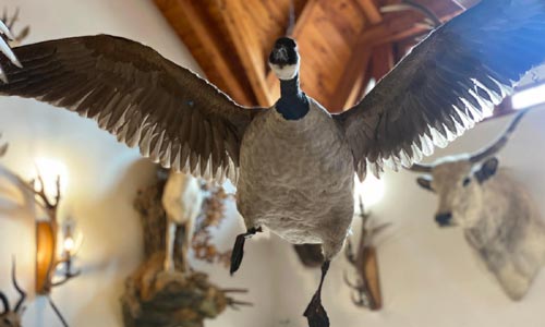 🪶 Preparace ptáků