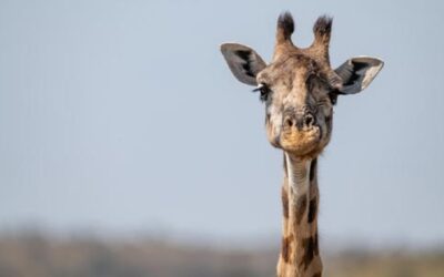 🦒 When Even the Workshop Feels Too Small
