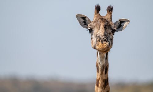 🦒 Když je nám i dílna malá