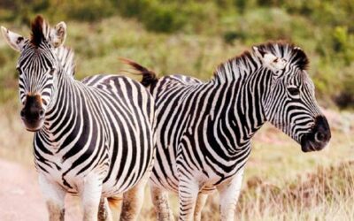 🦓 What Can You Hunt with Franc Hunting Safaris? For example, two species of zebra.