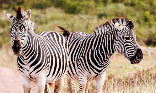 🦓 What Can You Hunt with Franc Hunting Safaris? For example, two species of zebra.