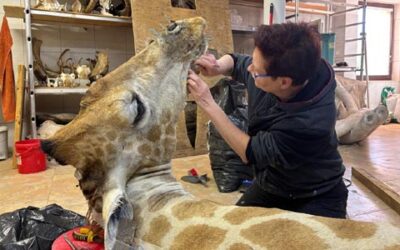 🦒 If you are a taxidermist, you have to be ready to work at height