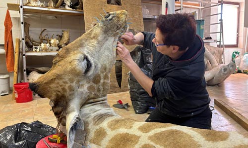 🦒 If you are a taxidermist, you have to be ready to work at height