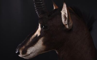 What can you hunt with Franc Hunting Safaris? For example, the sable antelope