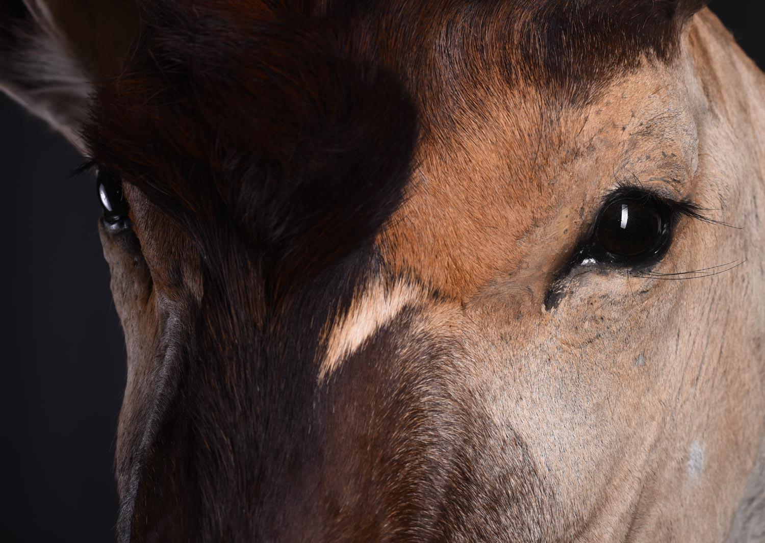 Dikdik detail